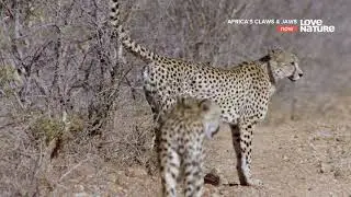 Love Nature 4K