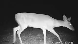 Game Cam Video