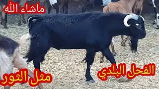 هذه احسن فترة لتزاوج الماعز 🐐🐐مع الفحل البلدي