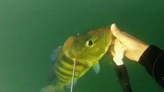 pesca de tucunar&eacute; | pesca Sub | temporada 2020 | TBT