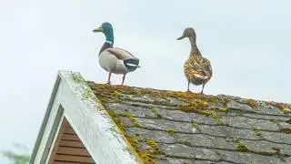 Hareskovby