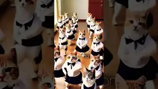 Cat's Dance Will Steal Your Heart! ❤️🐾 #HeartwarmingCats