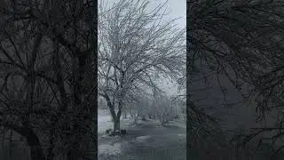 beyaz geceler #shortvideo #keşfet #кусары