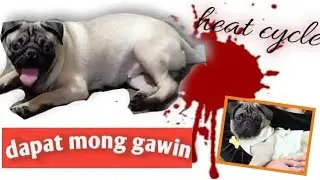 Female pug first period / signs & tips / heat cycle / right food during period