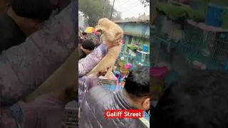 galiff street pet market | dog market Kolkata #shroud #dog #petmarket #galiffstreet