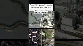 Worms living near Chernobyl nuclear disaster zone have developed a 'super power' to survive radiatio