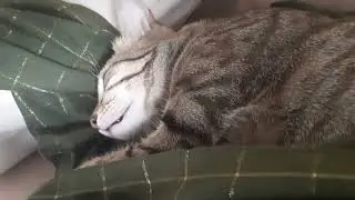 Do cats dream when they sleep