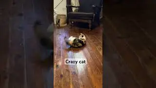 Cat chasing its tail. #Cats #CallieCat #Funny #Shorts #Memes