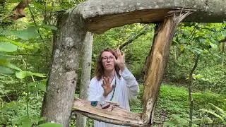 Forest Light Codes of the Tree Portal