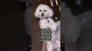 My Dog&rsquo;s Daily Routine