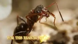 &ldquo;Ants: The Disciplined and Cooperative Force of Nature&rdquo; #Ants#Nature#Wildlife