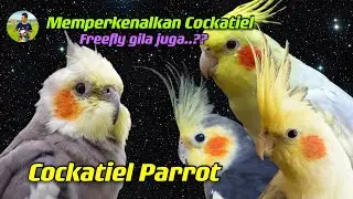 Memperkenalkan Jenis Cockatiel  | Training Parrot Freefly | Parrot Cockatiel【HD1080p】