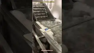 Shrimp Washer, Prawn washer, Automatic shrimp washer, automatic prawn washer, shrimp washing machine