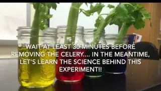 Celery and Food Coloring Experiment
