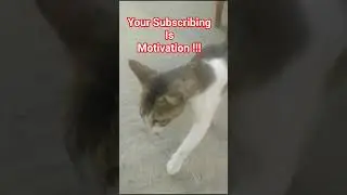 Cute Predator Cat 😸😸😸😸😸 #music #love #song #funny #yiutubeshort