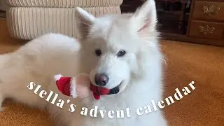 squeaky toys, grief, linen | Vlogmas 2022