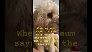 Cavapoo lovers #funny dog trying to understand mum