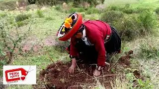 Recovering the primary forest, Creating a sustainable tourism in Cusco. Community of Ccor Ccor.
