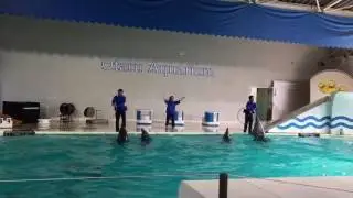 Dolphin show at otaru aquarium
