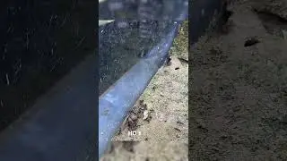 Crab VS Marching Ants！#pets #crab #ants #animals #animal #interesting #funny #challenge #exotic #ant