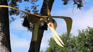 Pterodactyl Dreaming