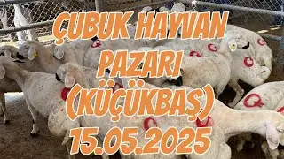 ÇUBUK KÜÇÜKBAŞ HAYVAN PAZARI | 2025 KURBANLIK FİYATLARI