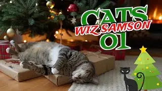CATS WizSamson 01 Christmas Cat Compilation Cozy Holiday Fun