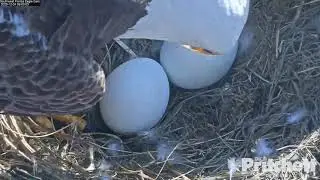 12-24-20 SWFL eagles: egg views and shift changes, Harriet and M15.