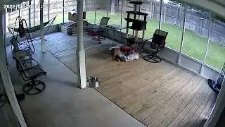 last video of Junebug the raccoon. #gonetoosoon #foreverinourhearts