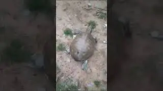 tortoise #trending #viral #shortvideo #youtubeshortstortoise,tortoise fight challenge son.