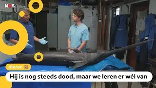 Hoe is het nu met: de aangespoelde zwaardvis?