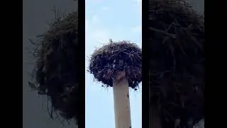 АИСТЫ УЗБЕКИСТАНА