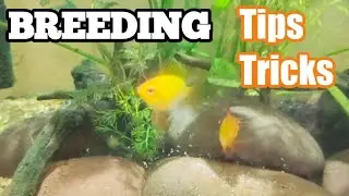 How to Breed Gold Ram cichlids| Tank Setup|Hot tips & tricks| Tamil| Yasmin