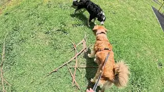 Team Dusty and Jane - Lost Pet Trailing: Why We Train Every Sunday - 2026/01/04