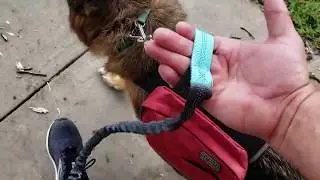 Hands Free Jogging Dog Leash Review with our German Shepherd