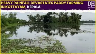 Kerala weather update: Heavy rainfall devastates paddy farming in Kottayam