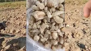 Hing farm,  Afghan land Asafoetida cultivation agricultural Raw Hing