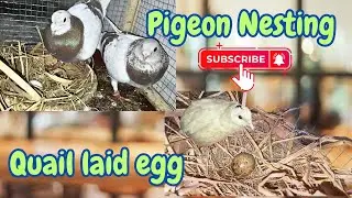 Racer Pigeon Nesting Behaviour || Quail Laid First Egg || Petsvlog