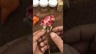 Harvesting Rose Seeds