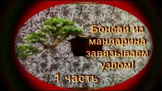 Создания бонсай стиль - каскад из мандарина 1 часть. Creation Bonsai Style - Mandarin Cascade 1 part