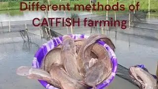 Different Methods of Catfish farming #Catfish #farming #fishfarming