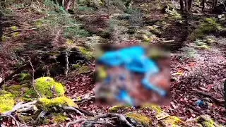 突然現れる青木ヶ原樹海の現実【4K】