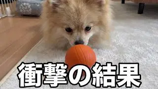 【スマートボール】ポメラニアンの潜在能力が覚醒…想像以上だった