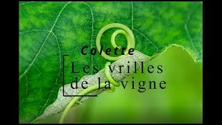 Colette - Les vrilles de la vigne - Toby-chien parle - vid&eacute;o 10/21 (Livre Audio)