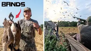 We Shot BANDED GEESE in TENNESSEE | Goose Hunting 2025