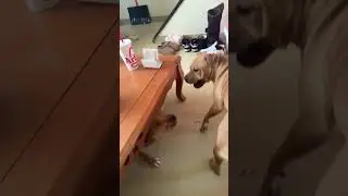 My Friends Dogs Are Finally Free