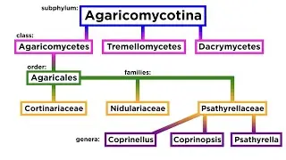 Agaricales Part 3: Cortinariaceae, Nidulariaceae, Psathyrellaceae, Conocybe, and Laccaria