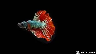 Pez Betta 4K - Betta Fish 4K