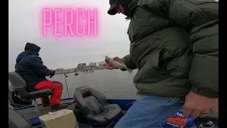 Perch In the St. Joe River