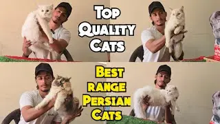 Semi punch face Persian kittens & cats available in Hyderabad at Syed's Cattery Moinbagh | cat offer